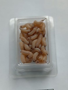 Белковая насадка опарыш