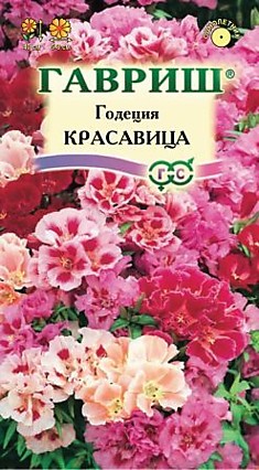 Семена Годеция Красавица смесь
