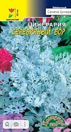 Семена Цинерария Серебрянный бор