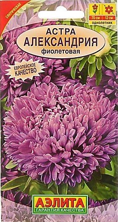 Семена Астра Александрия фиолетовая