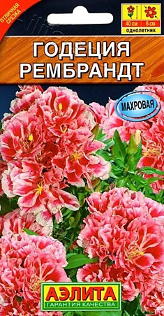 Семена Годеция Рембрандт