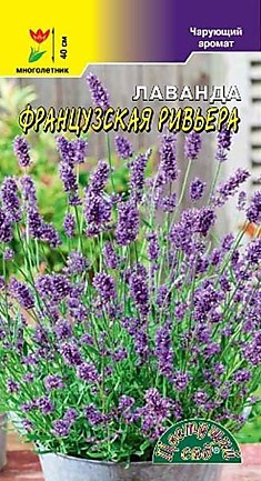 Семена Лаванда Французская Ривьера
